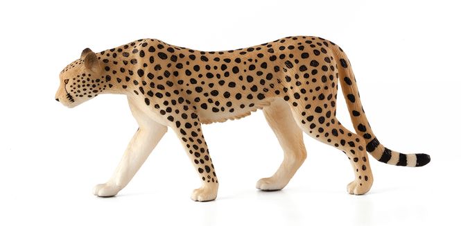 Hovedbilde Mojo Gepard Hann